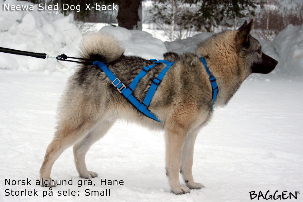 Sled Dog X-Back BLÅ / S