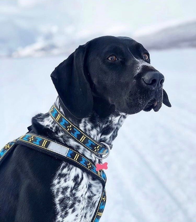 Standard Halsband BLÅ / ONE SIZE