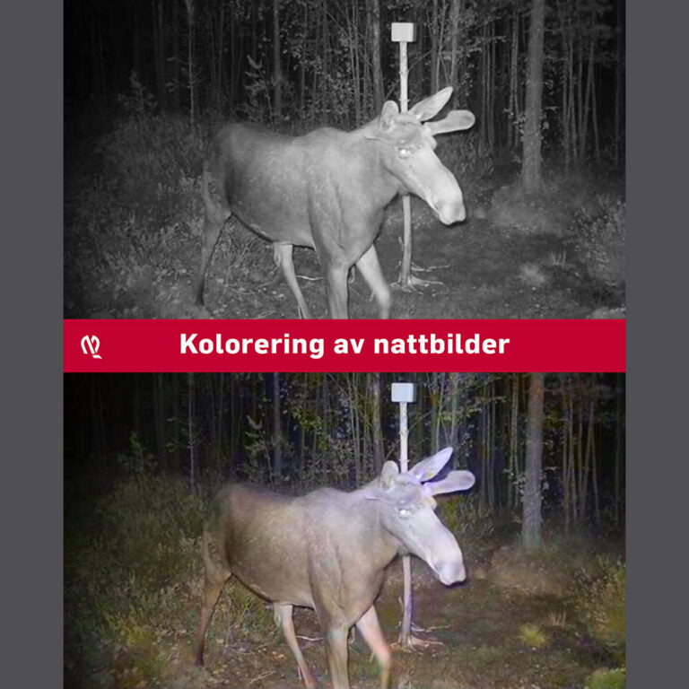 OBI-2 Åtelkamera