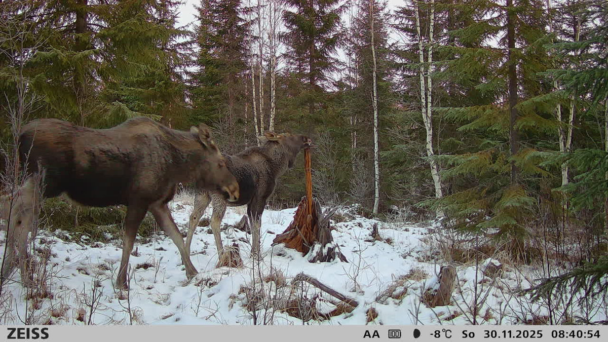 Secacam 3