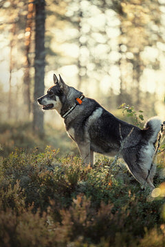 Bark hundpejl EN STL