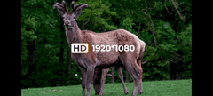 DNT Zulus HD 5-20x 1 ST