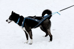 Run Long Sele ALPINBLÅ / XS