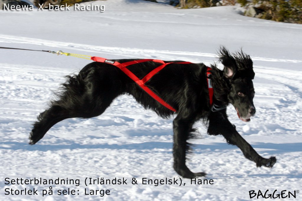 X-Back Racing Dragsele RÖD / S/M