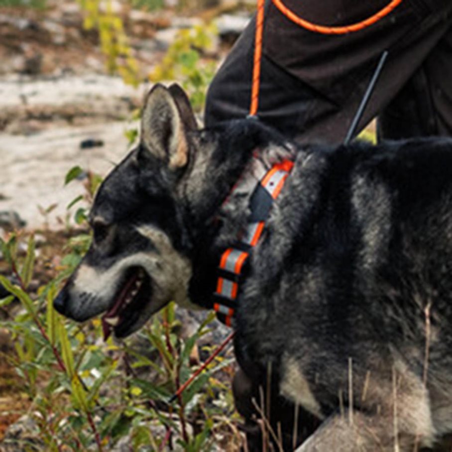 Artemis Easy GPS inkl SIM 1 år EN STL