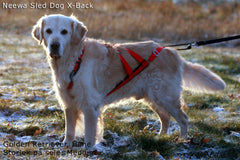 Sled Dog X-Back RÖD / S