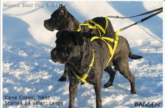 Sled Dog X-Back GUL / M