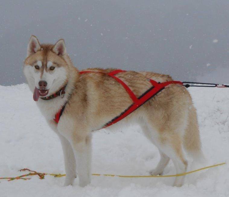 Sled Pro Dragsele RÖD / S