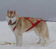 Sled Pro Dragsele RÖD / S